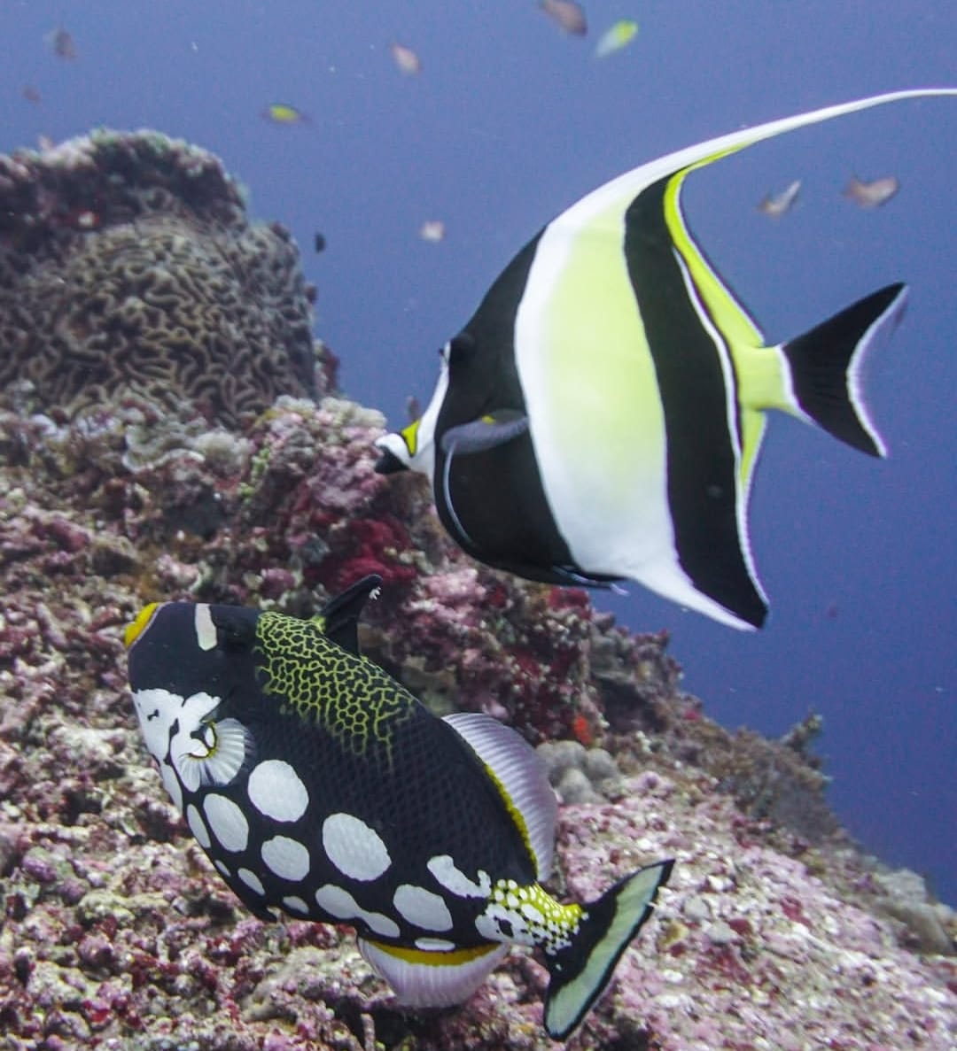 Blue Corner Dive Nusa Penida — photo 1