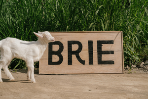 Brie Restaurant & Cheesery — photo 1