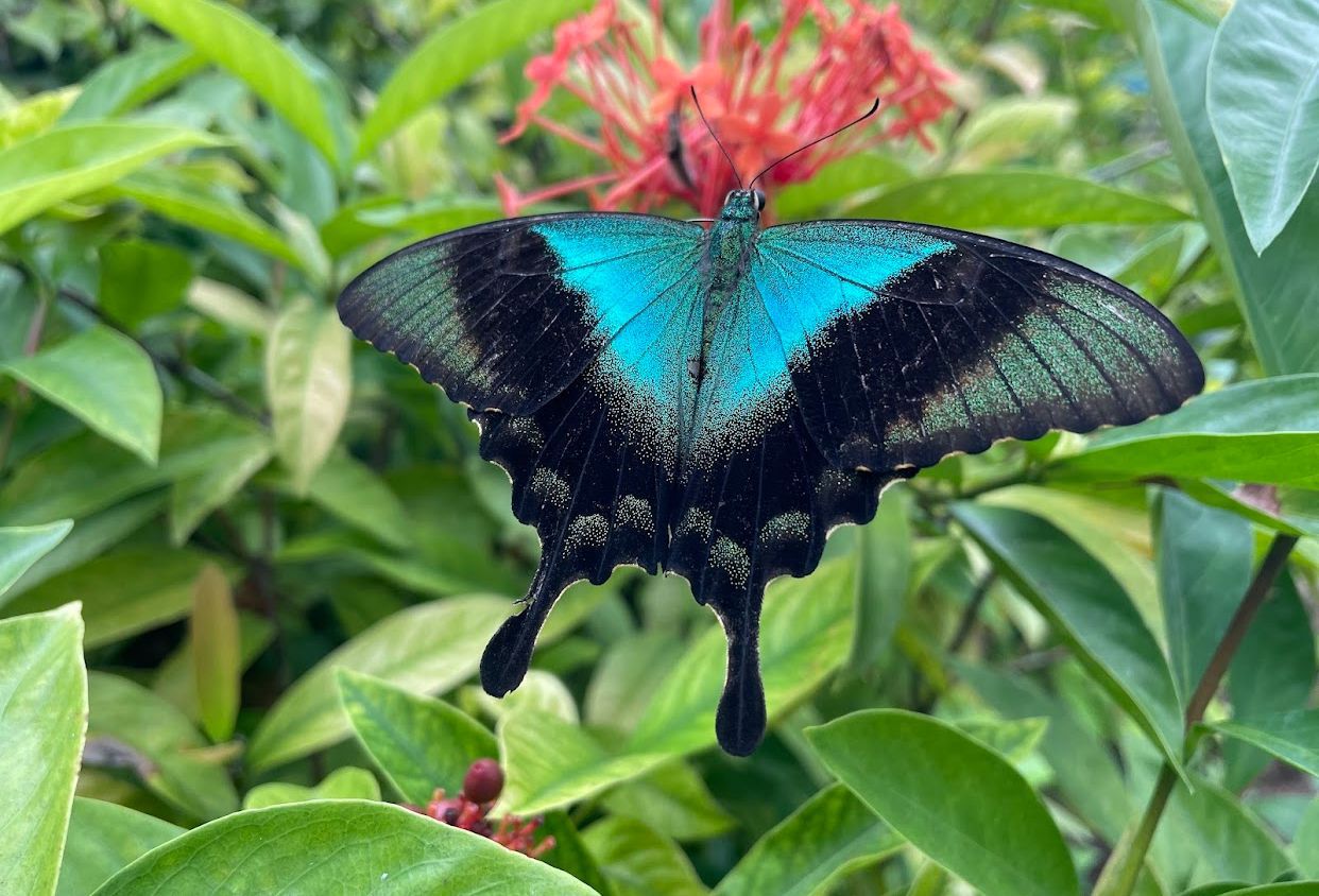 Kemenuh Butterfly Park — photo 3
