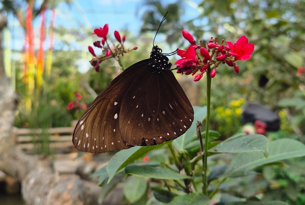 Kemenuh Butterfly Park — photo 4