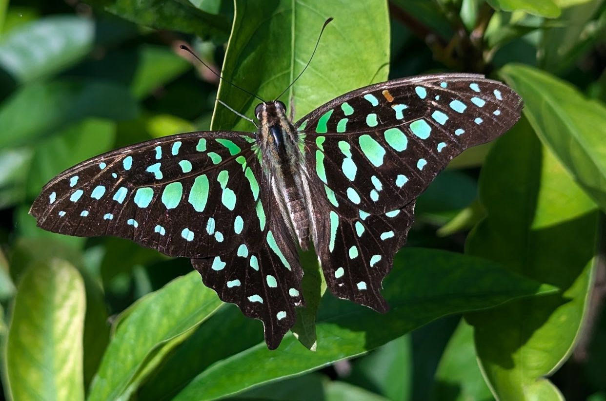 Kemenuh Butterfly Park — photo 5