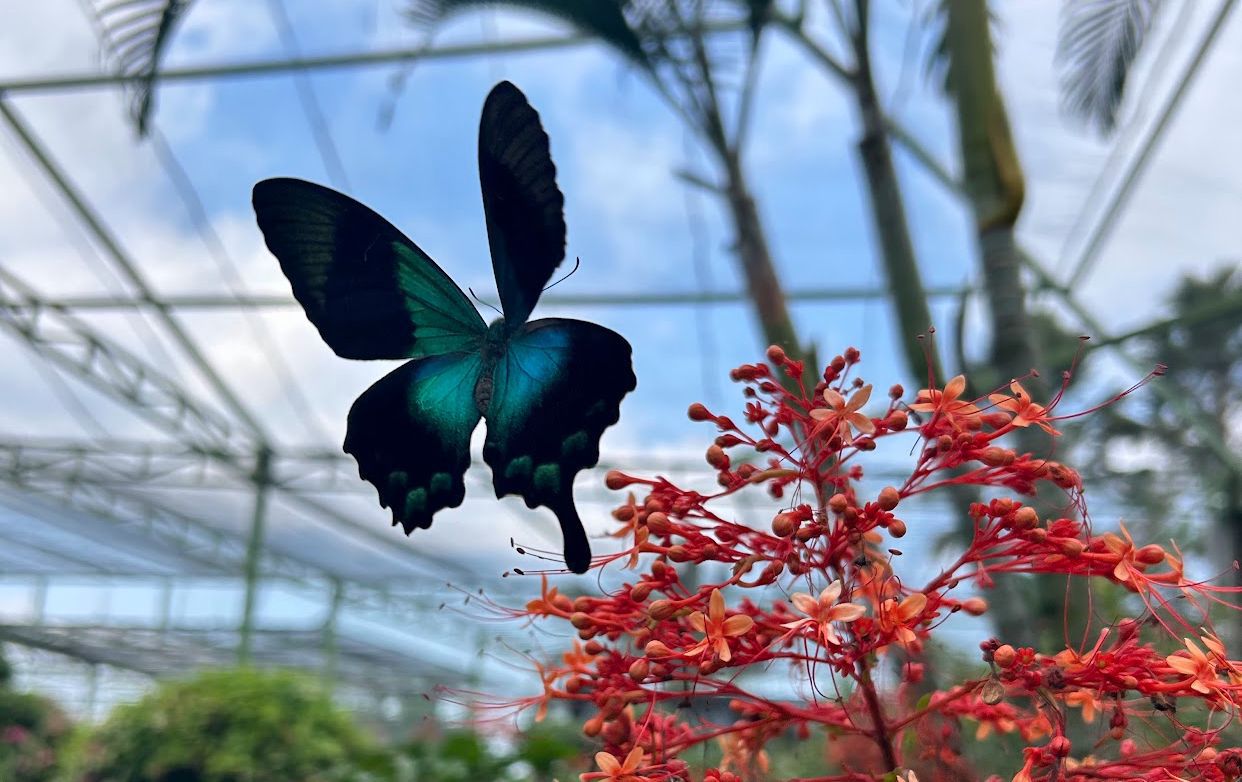 Kemenuh Butterfly Park — photo 6