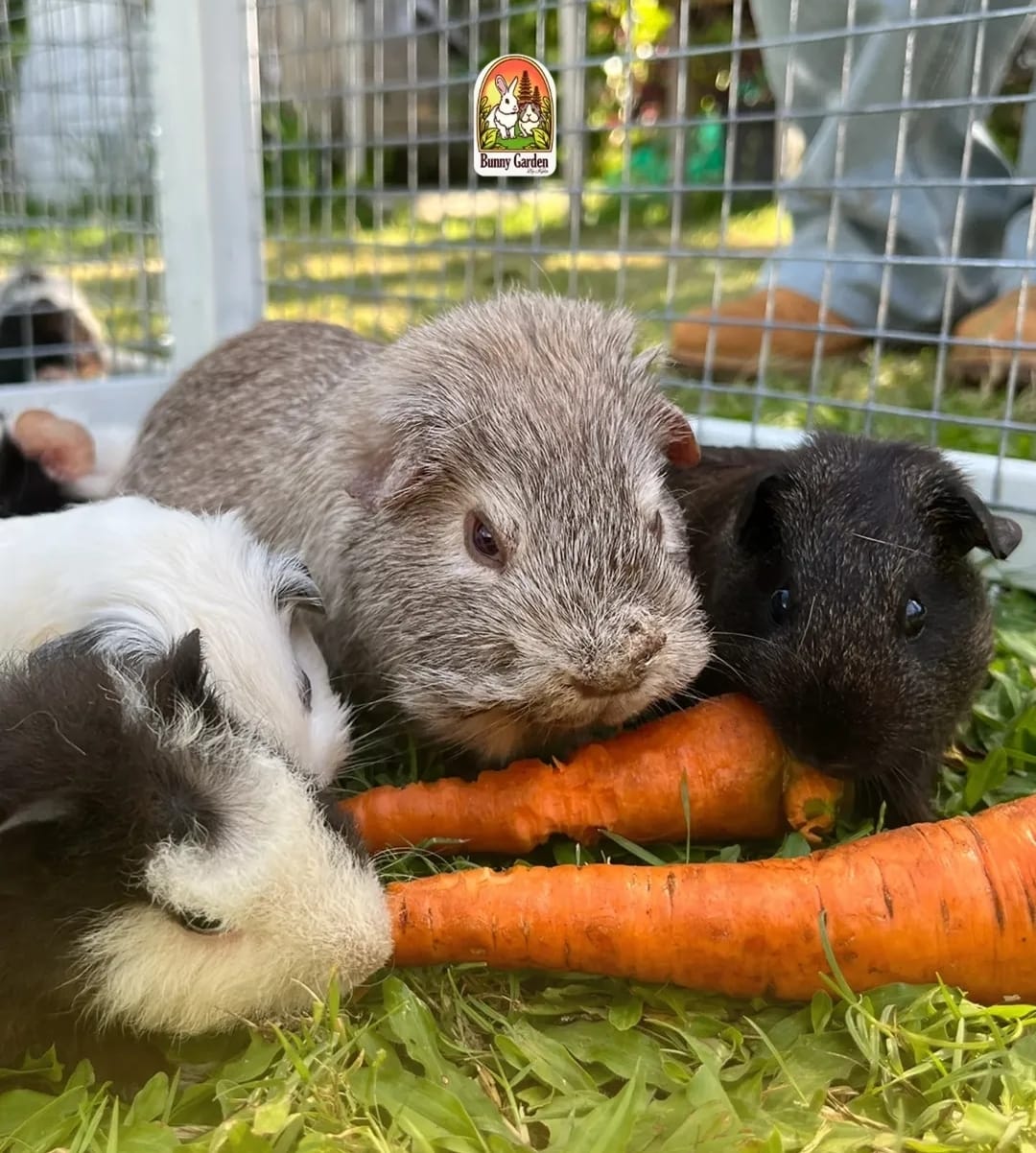 Kula Resto Bunny Garden — photo 2